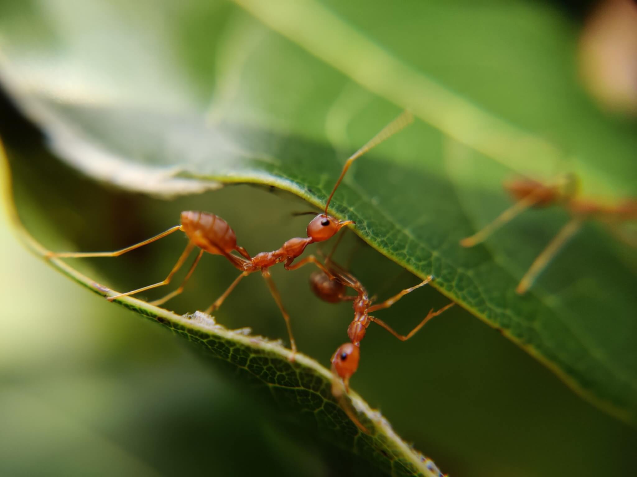 Scientists reveal how many ants there are across the entire planet: 20,000,000,000,000,000!