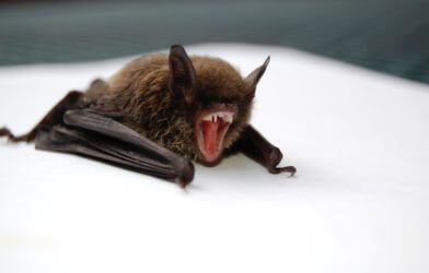 Bat with mouth open wide