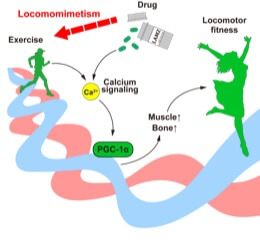 Exercise induces calcium signaling in the muscle and bone