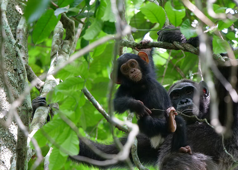 chimpanzee offspring