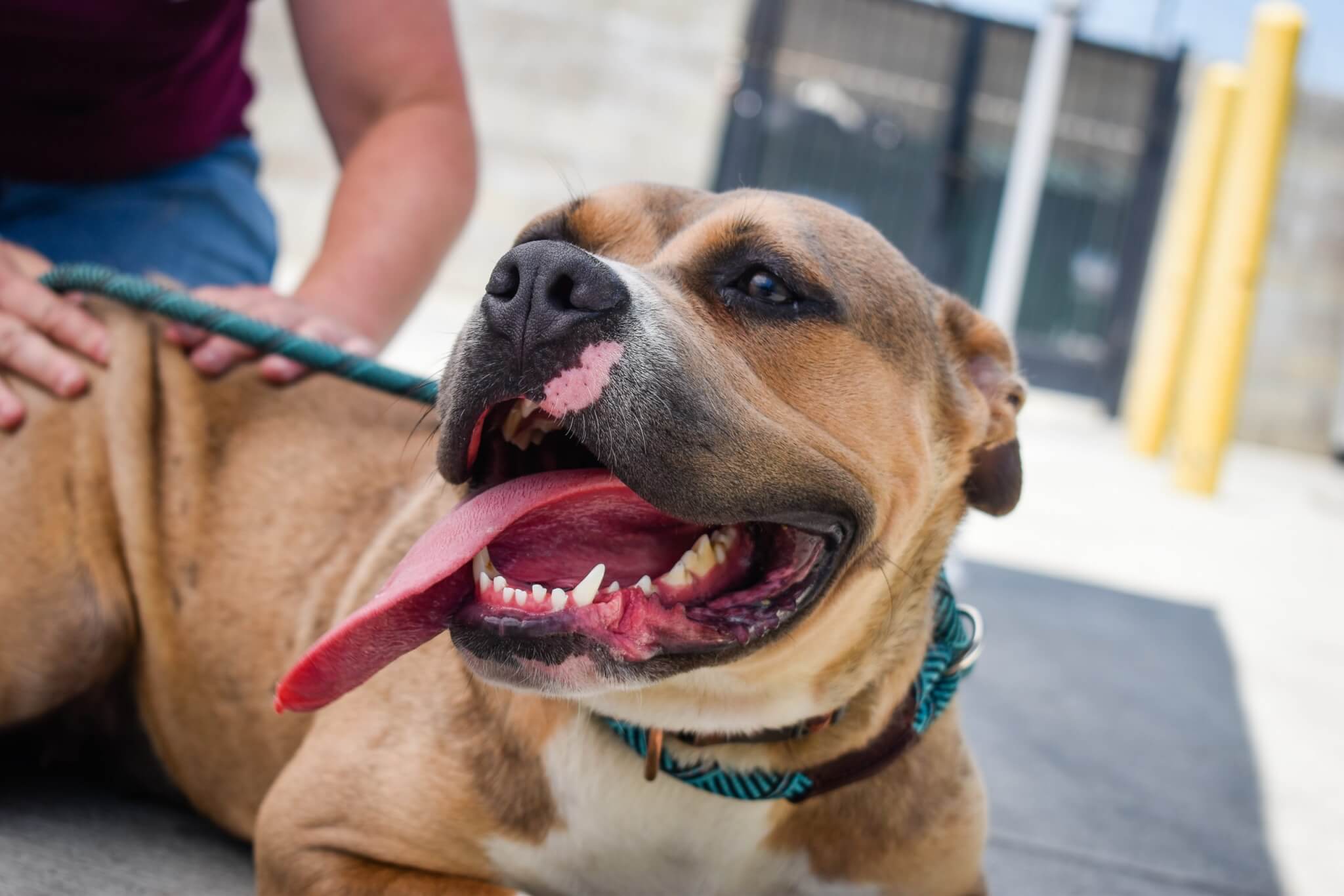 These 7 Rescues are Helping Pit Bulls Live their Best Lives