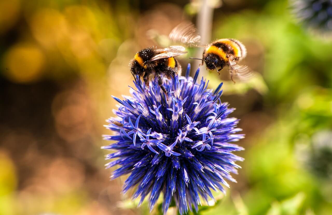 bumble bees