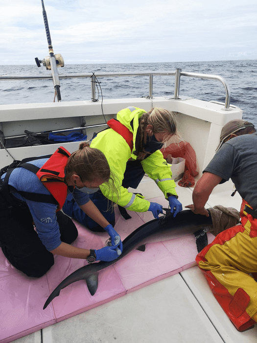 shark catch and release