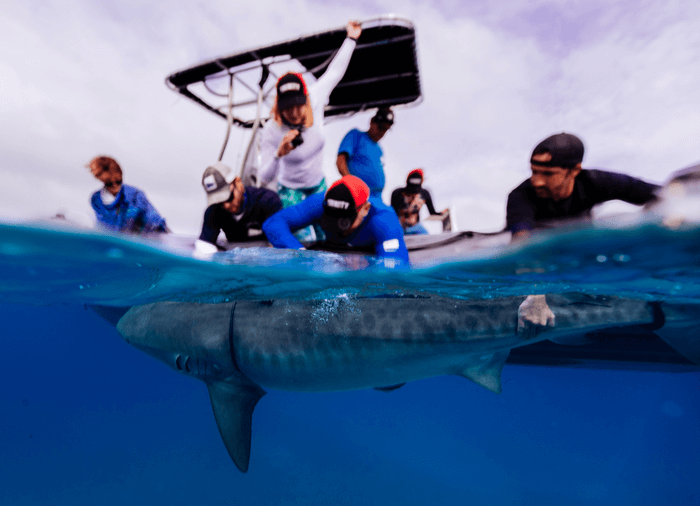 Catching and releasing sharks may do more harm than anglers think