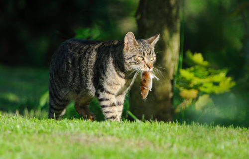 House cat carrying a mouse it hunted outside