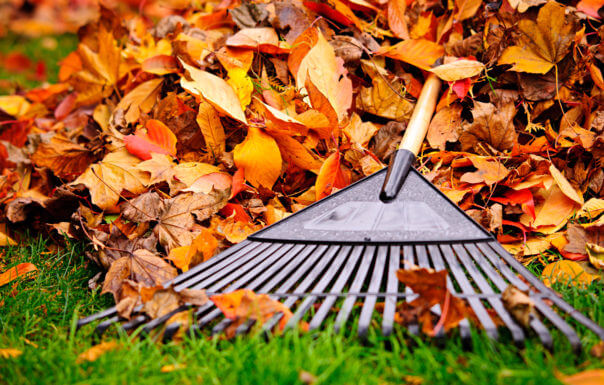 Best Rakes: Top 5 Lawn Tools Most Recommended By Experts - Study Finds