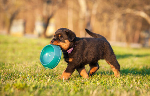 Rottweiler puppy holding a dog food bowl in his mouth