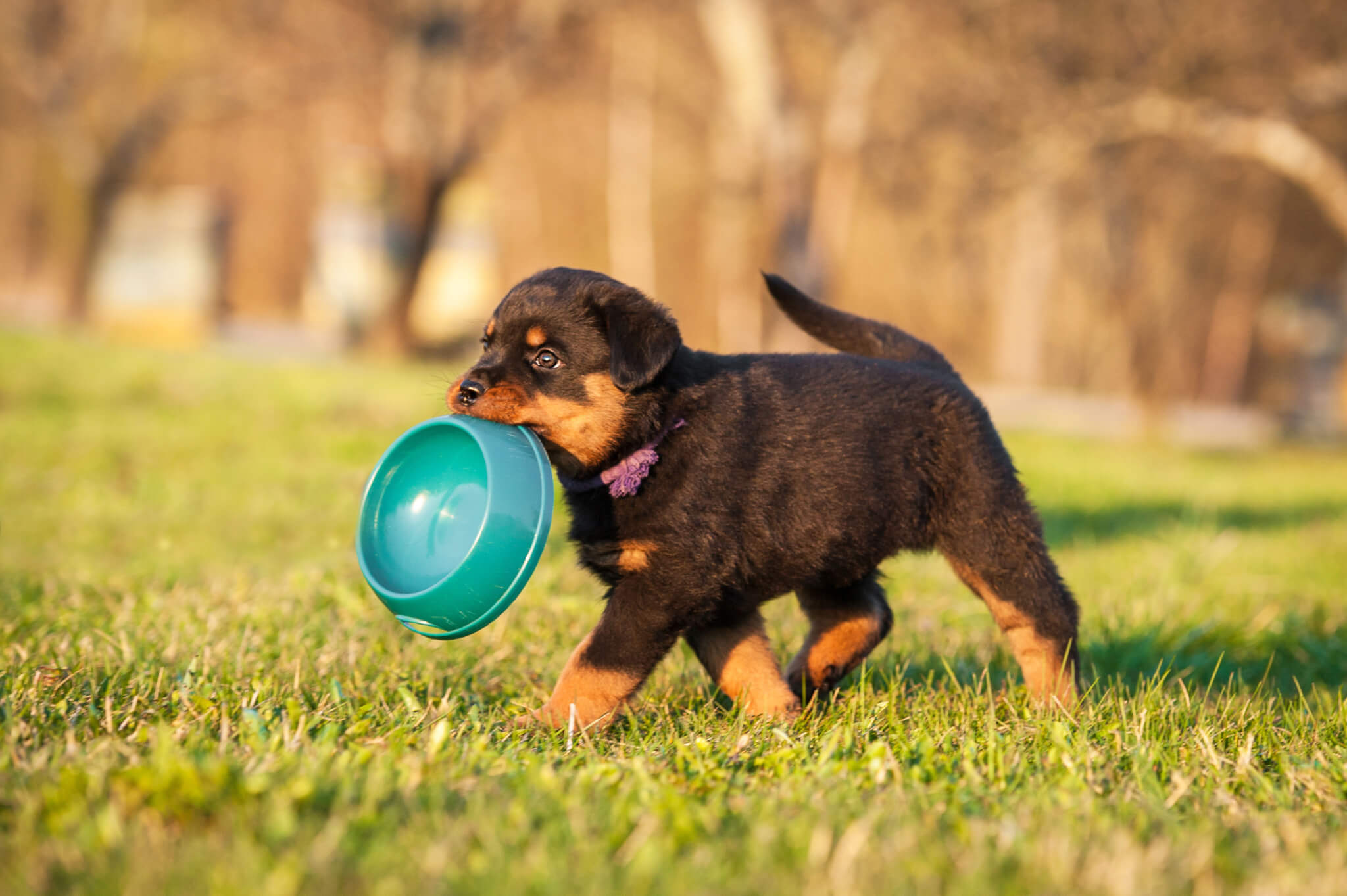 Best Puppy Food For 2023: Top 5 Brands Most Recommended By Experts