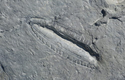 The Kimberella fossil.