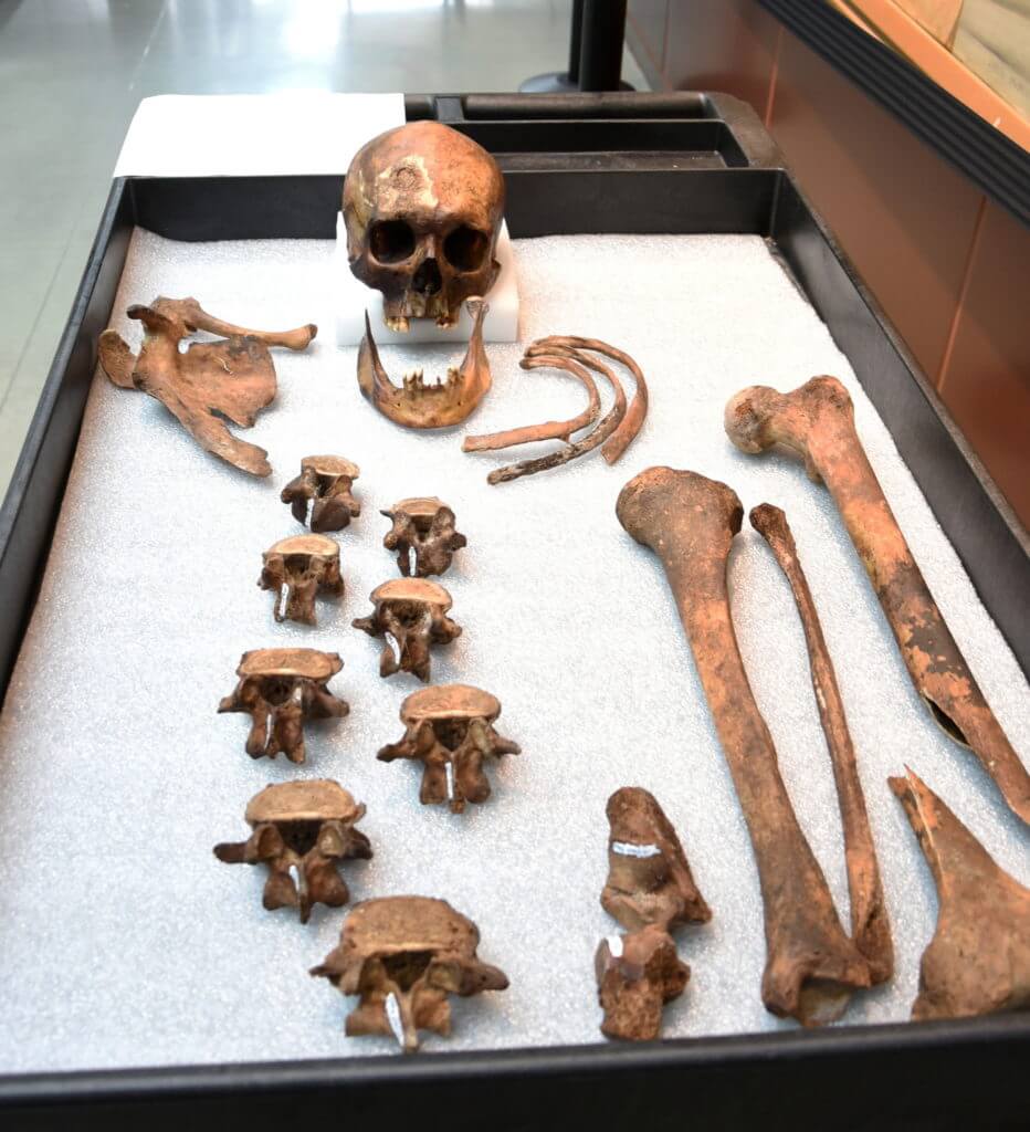 Skeletal remains of “JB-55” on display