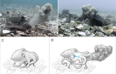 Debris throwing by Octopus tetricus in the wild