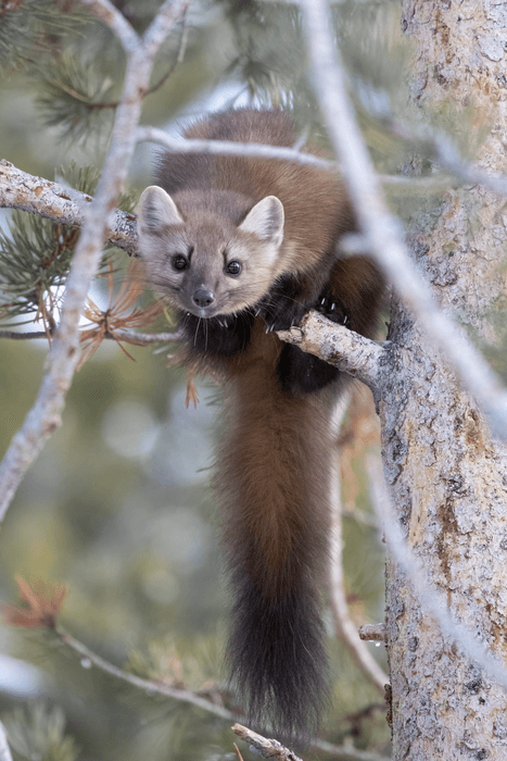Contact with humans may be making the wild American marten eat less meat -  Study Finds