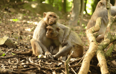 monkeys social