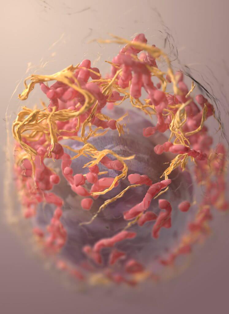 3D structure of a melanoma cell derived by ion abrasion scanning electron microscopy.