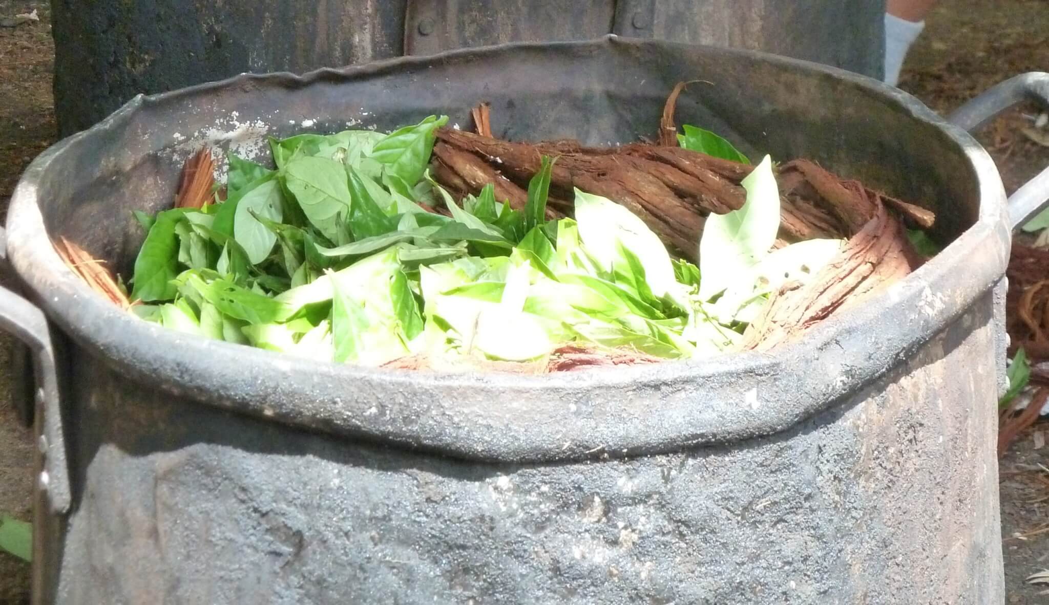 Preparation of ayahuasca