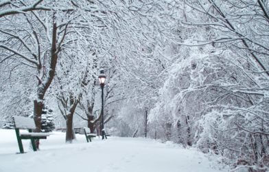 Snow covered trees and park bench