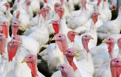 Turkey farm: Turkeys gathered together