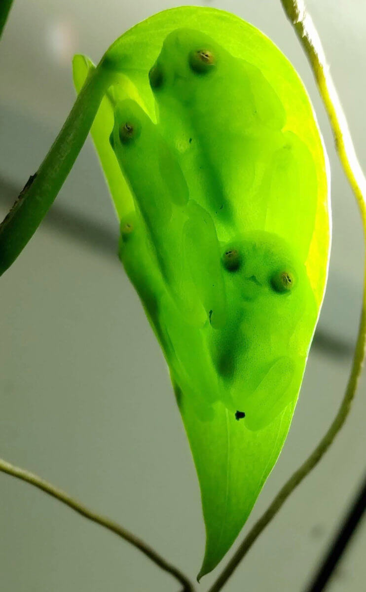 A group of glassfrogs sleeping together upside down on a leaf