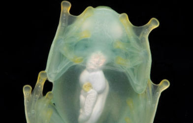 A male glassfrog photographed in ventral view