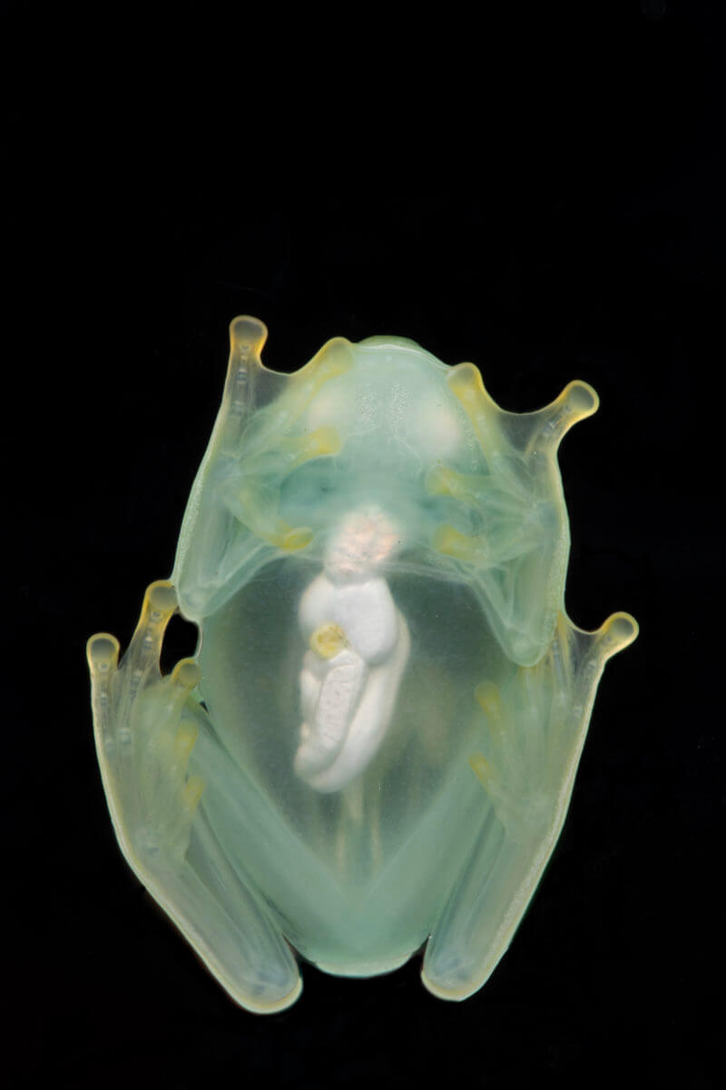 A male glassfrog photographed in ventral view