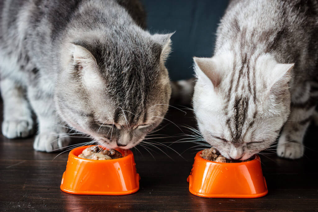 Two cats eating wet food from bowl