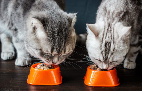 Two cats eating wet food from bowl