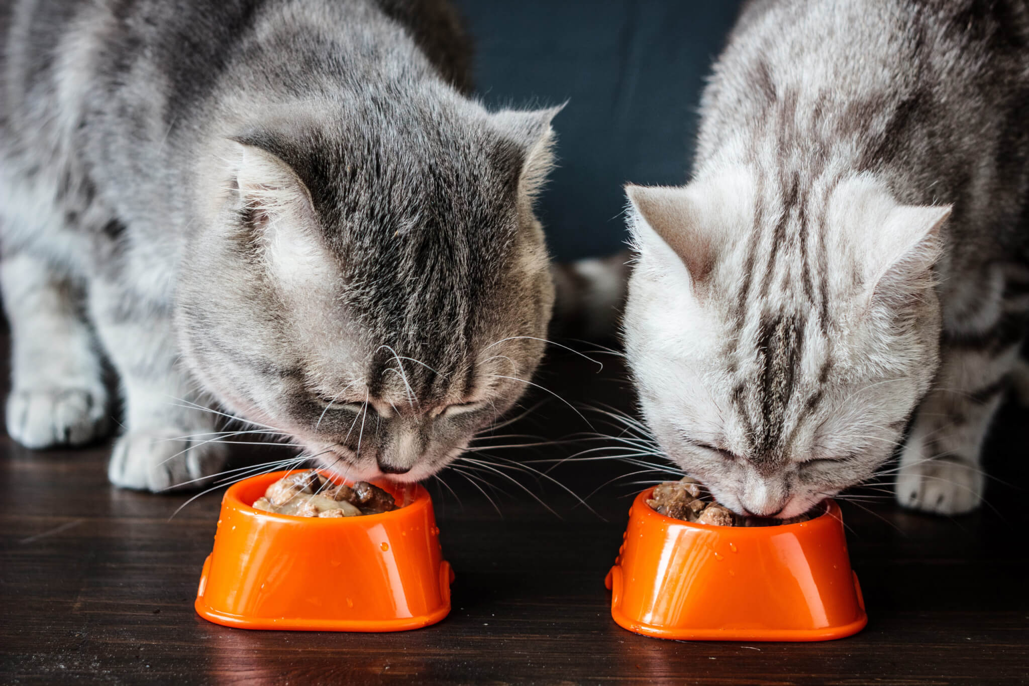 Best Wet Cat Foods For 2023: Top 5 Feline Feasts Most ‘Recommeownded’ By Experts