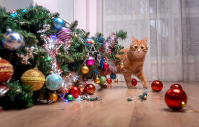 Christmas tree falls over from naughty pet cat
