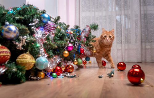 Christmas tree falls over from naughty pet cat