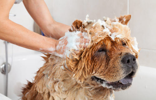 Cute Chow Chow dog getting a bath complete with fresh shampoo.