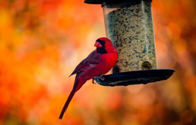 Cardinal sitting on a bird feeder