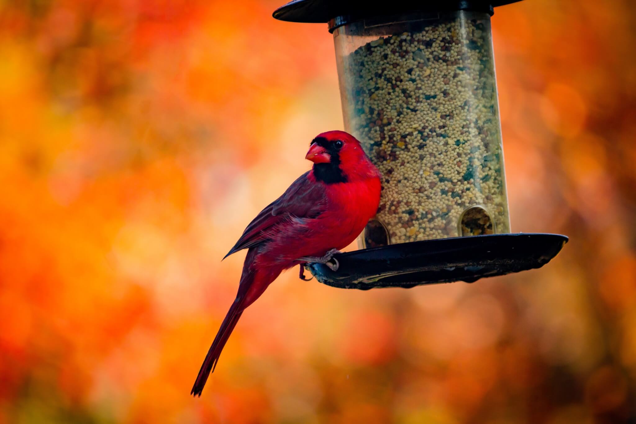 A Cardinal sitting on a bird feeder