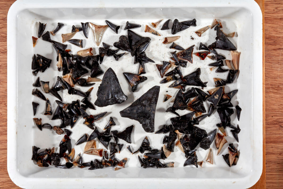 Researchers have found a "graveyard" of shark teeth