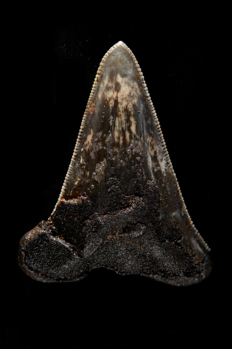 Researchers have found a "graveyard" of shark teeth