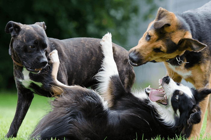 dogs aggression