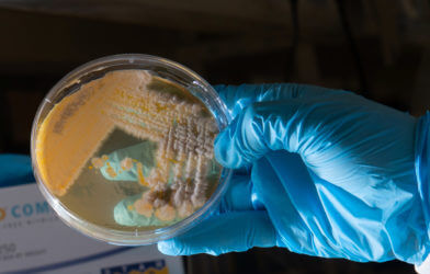A plate containing bacteria swabbed from a self-checkout screen.
