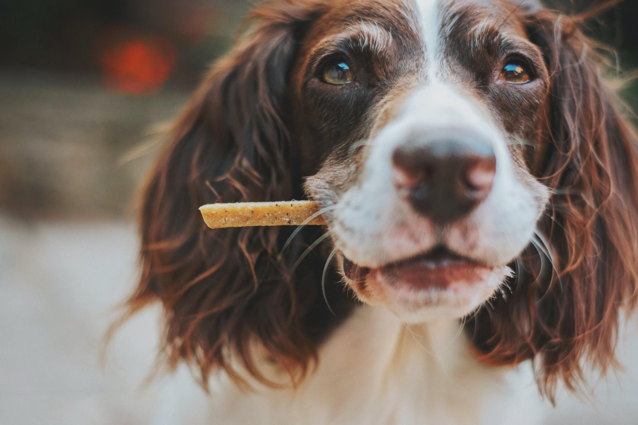 Best Dog Treats: Top 5 Healthy Snacks For Your Pup In 2023 Most Recommended By Experts