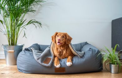 Dog bed with adorable puppy lying on it