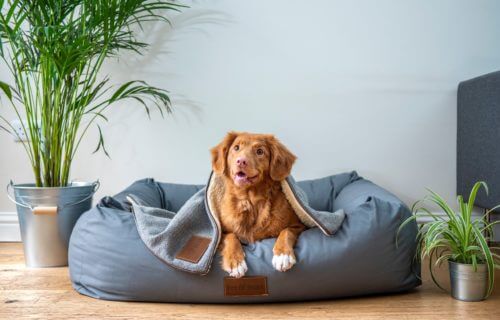 Dog bed with adorable puppy lying on it