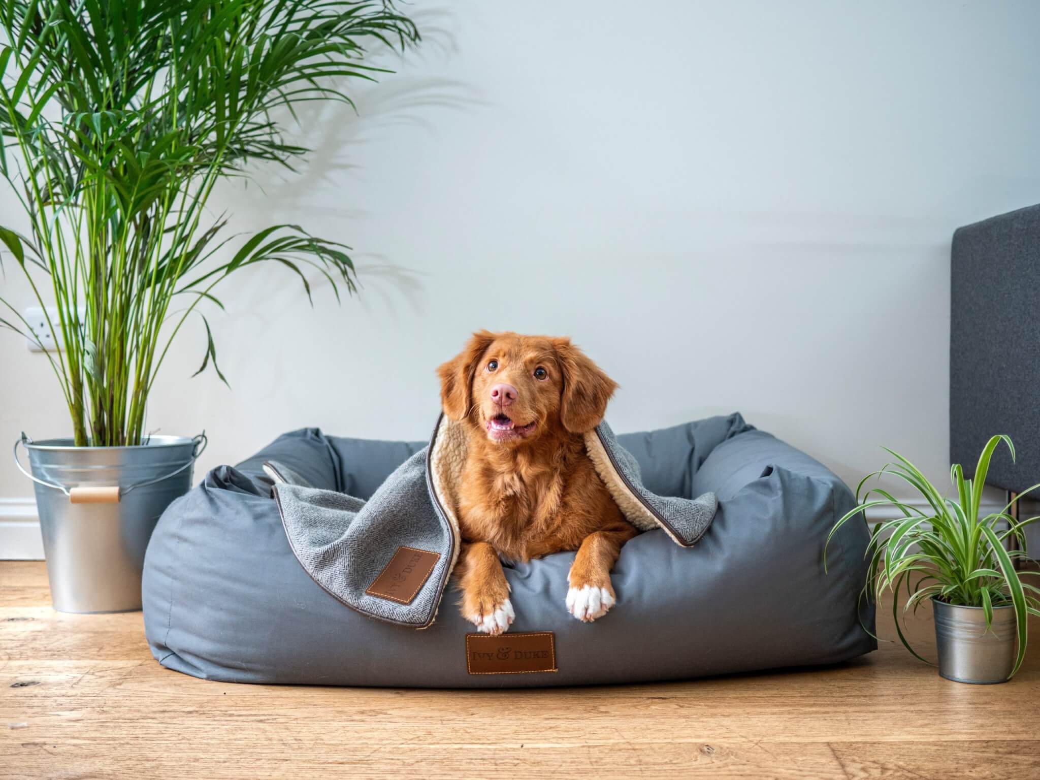 Best Dog Beds For Your Pup In 2023: Here Are The Top 5 Most Recommended By Pet Experts - Study Finds