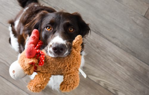 Dog holding a stuffed animal toy in its mouth.