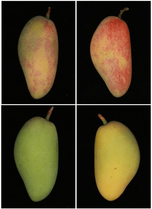 Blue light could make your mangoes sweeter