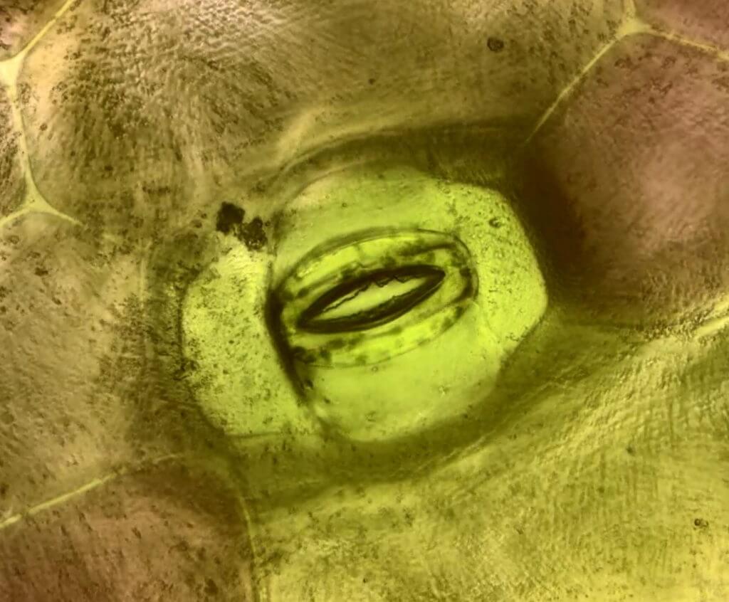 A magnified view of a stoma on the leaf of a Tradescantia albiflora albovittata plan
