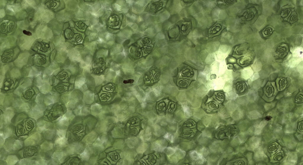 A magnified view of many plant stomata on the leaf of a Begonia rex cultorum plant