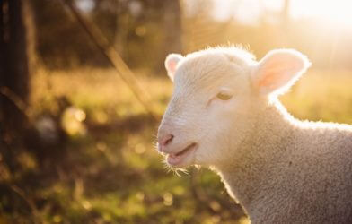 What makes farm animals like sheep less loved by humans?