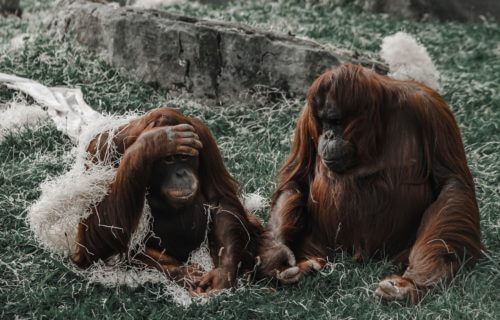 Orangutan communication sheds light on human speech origins