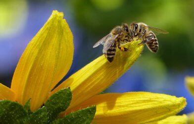 Honey bees are dying twice as fast as they did 50 years ago
