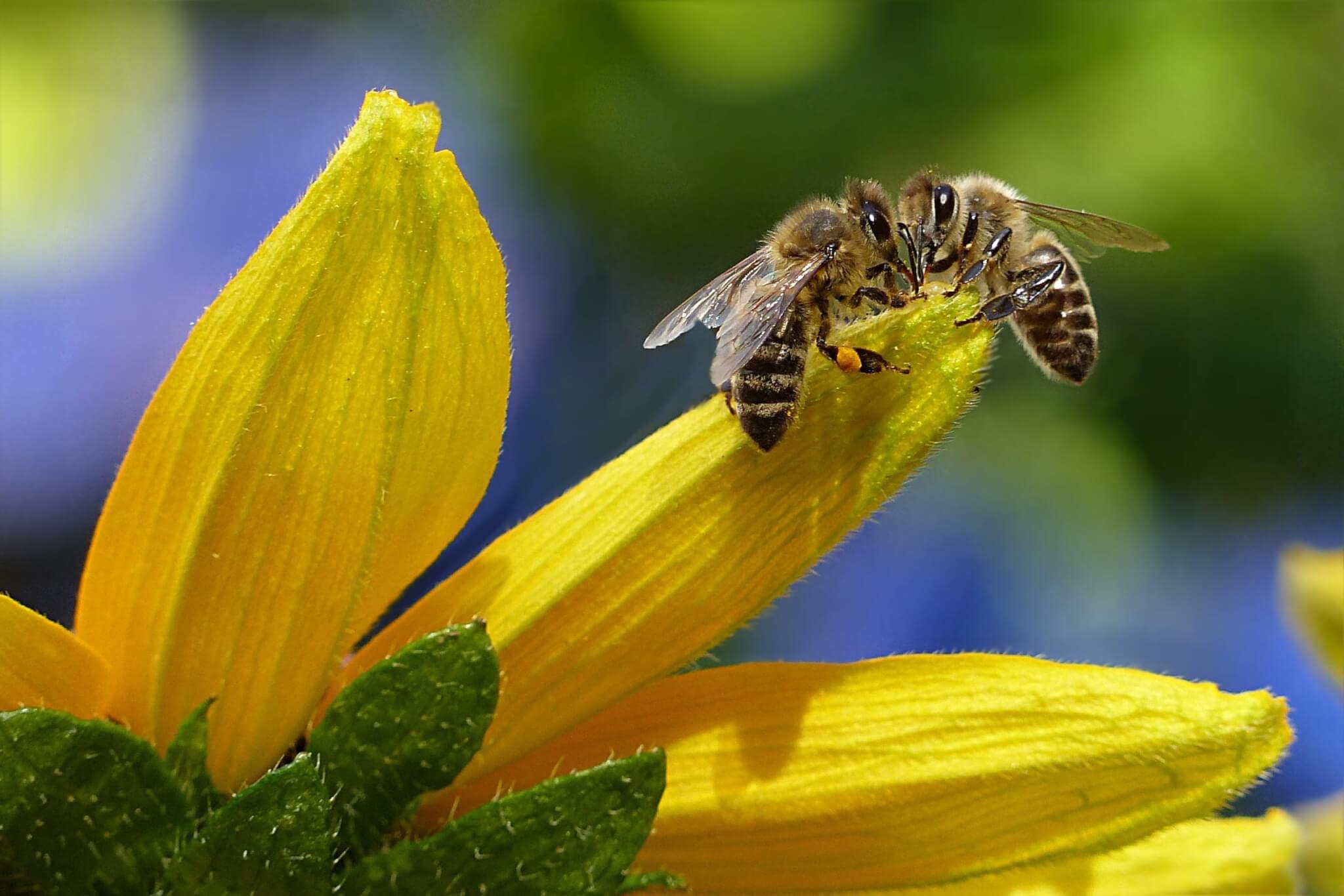 Honey bees are dying twice as fast as they did 50 years ago