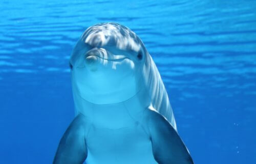Do stranded dolphins suffer from Alzheimer's?