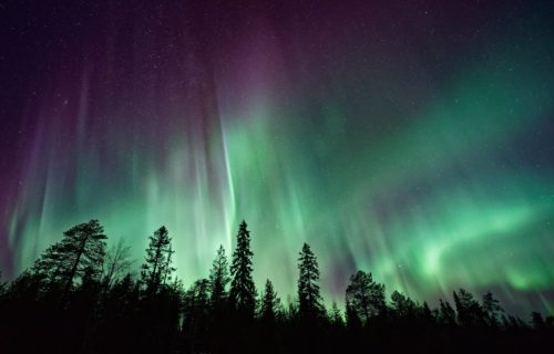 Northern lights over trees